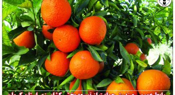 پرداخت مبلغ ۱۵۰.۰۰۰.۰۰۰.۰۰۰ ریال تسهیلات بابت خرید میوه شب  عیدصندوق حمایت از توسعه بخش کشاورزی استان کرمان به اتحادیه تعاونی روستایی