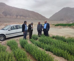 بازدید مدیر عامل صندوق حمایت از توسعه بخش کشاورزی استان کرمان از مزارع ترخون گلباف