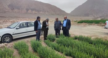 بازدید مدیر عامل صندوق حمایت از توسعه بخش کشاورزی استان کرمان از مزارع ترخون گلباف