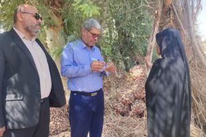 رایزنی مدیر عامل صندوق کرمان در خرید محصول سیر در شهداد