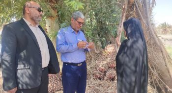 رایزنی مدیر عامل صندوق کرمان در خرید محصول سیر در شهداد